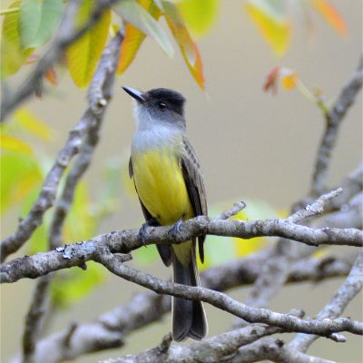 Dusky-capped Flycatcher (2)